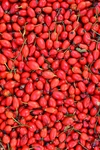 Berberin HCL